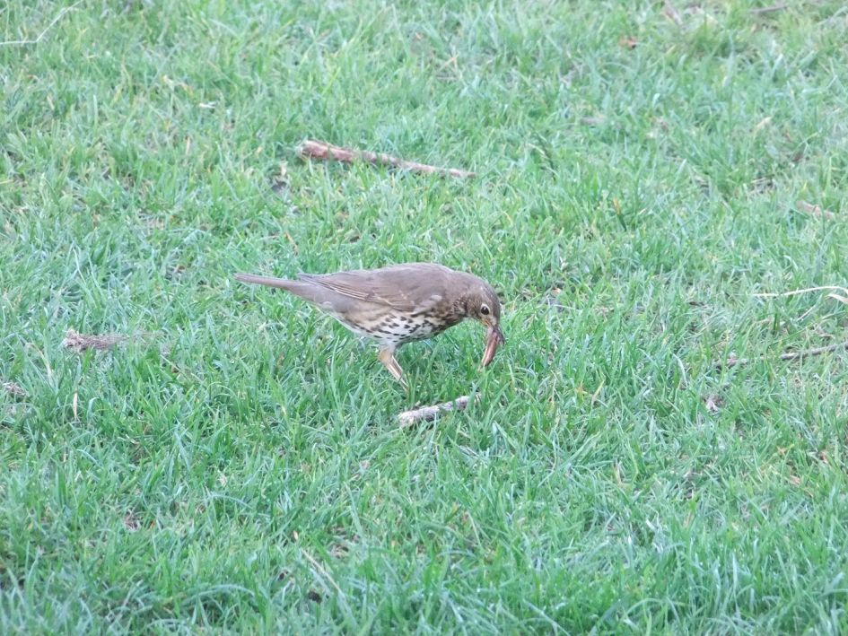 Wat is dit voor vogel??